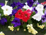 Petunia & Nemisia Flower Box