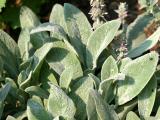 Stachys or Lambs Ear