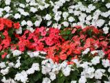 Impatiens at 2 Fifth Avenue