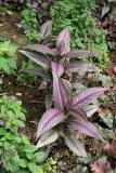 Persian Shield