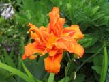 Foliated Day Lily
