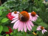 Echinacea & Bee