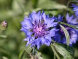 Stokesia