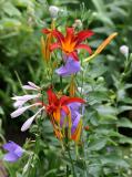 Orange Lilies, Blue Balloon Flowers & White Hosta Blossoms