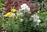 Garden View - White Phlox & Yellow Lilies