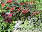 Garden View - Fuchsia, Salvia, Senecio & Cumin