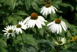 White Echinacea