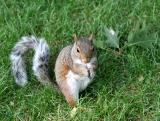 Noshing Squirrel
