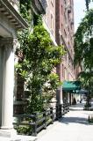 Rubber Tree on East 10th Street
