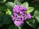 Heliotrope