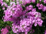 Pink Phlox