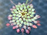 Ludwigia sedoides or Mosaic Plant