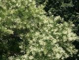 Japanese Pagoda Tree Blossoms