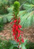 Lobelia