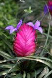 Tillandsia or Air Plant