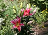Lilies