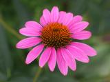 Echinacea