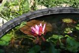 Water Lily