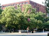 NYU Library & Japanese Pagoda Trees