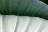 Elephant Ears