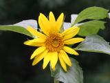 Sunflower - Helianthus