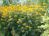 Blackeyed Susans