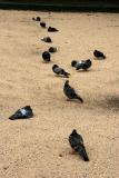 13 Pigeons in the Bocce Ball Court