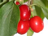 Dogwood Berries