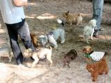 Dog Run for Small Dogs
