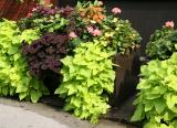 NYU Sidewalk Garden