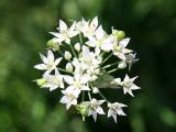 Queen Ann Lace