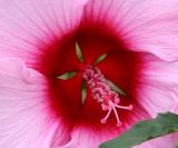 The Devil as Hibiscus