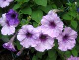 Petunias