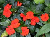 Impatiens