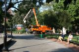 Cutting Down a Dead Tree