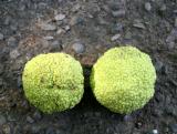 Osage Orange Seed Balls