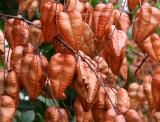 Golden Rain Tree Seed Pods