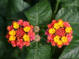 Lantana