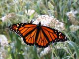 Monarch on Buddleja Blossoms