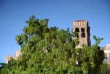 Reflection - Florentine Tower & Catalpa Tree