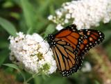 Monarch on Buddleja Blossoms