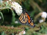 Monarch on Buddleja Blossoms