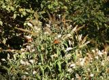 Buddleja Bush