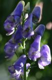 Monkshood or Aconitum napellus