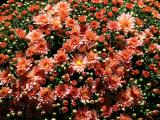 New Chrysanthemums