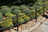 National Public Lands Day - Chrysanthemum Plants