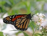 Monarch on Buddleja Blossoms