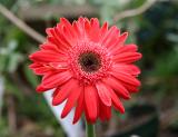 Gerbera