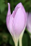 Fall Crocus