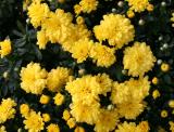 Yellow Chrysanthemums